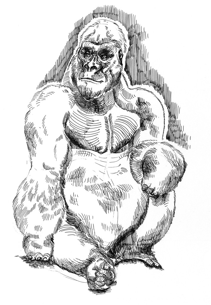 gorilla